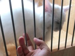 -山宅一喵德文卷毛猫舍