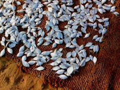 -尼甘布海鲜市场