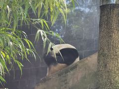 -中国大熊猫保护研究中心雅安碧峰峡基地