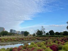 -春花秋色城市公园