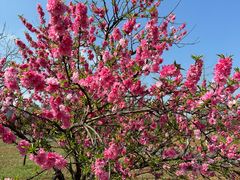 -洋湖国家湿地公园