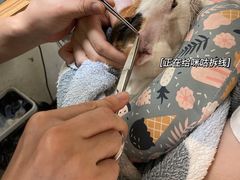 -御宝贝24h宠物医院·转诊中心·CT核磁血透中心(厦门总院)