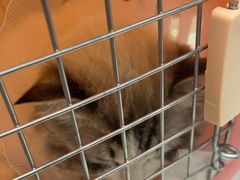 -宠福鑫康馨动物医院·骨科·眼科