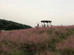 -大塘金香草谷