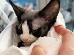 -纳吉亚猫专科动物医院·北北分院