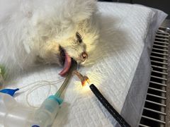 -美联众合动物医院·24h转诊中心