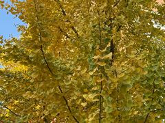 -辽宁大学(崇山校区)