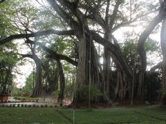 -瑞丽独树成林风景区