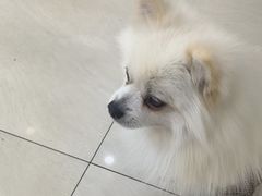 -美联众合动物医院·24h京西诊疗中心