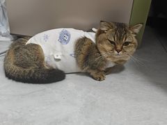 -创凡宠物医院·骨专科  猫科中心(西乡分院)