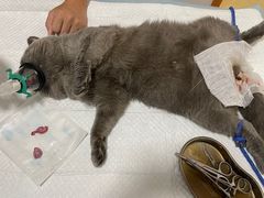 -灵美宠物诊所