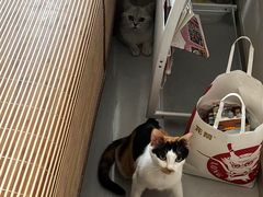 -谐和益家动物医院·免疫绝育·血液透析·宠保定点医院(高新伊藤分院)