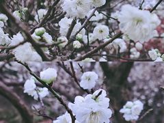 -秀丽东方