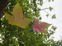 -广州市石门国家森林公园