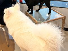 -共舞时光猫咖·狗咖(新街口店)
