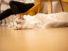 -有喵·猫咖·狗咖·30几只猫10只小狗(岗厦店)