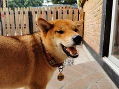 -柴犬高等学院·狗咖·柴犬售卖·宠物训练