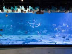 -烟台海昌鲸鲨海洋公园