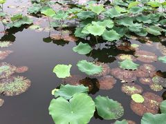 -荷塘月色湿地公园·向阳花洲