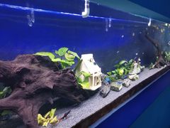-沙沙哗啦海洋馆(华宇百花谷店)