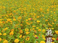 -花博汇(知音花月夜)