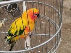 -南宫五洲植物乐园