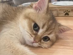 -袖虎·猫馆(体育西路店)