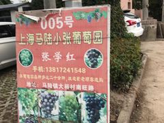 -马陆小张葡萄园农家乐