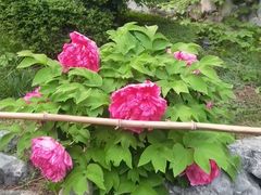 -君庭中餐厅(友谊宾馆店)