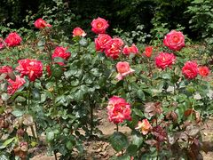 -上海共青森林公园