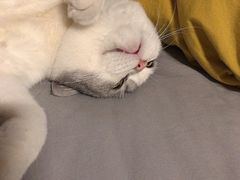 -艾贝尔宠物诊疗