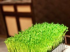 活体有机豆苗-捞神煲汤火锅(湖滨商业街店)