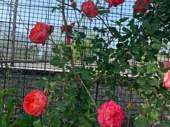 -同銮特种养殖场·龙虾垂钓