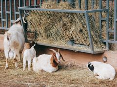 -沈阳森林动物园