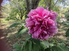 -国家植物园南园