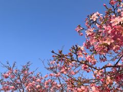 -天适樱花悠乐园