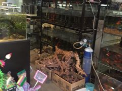 -山东柏宁水族批发广场