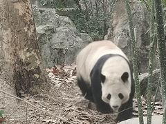 -成都动物园