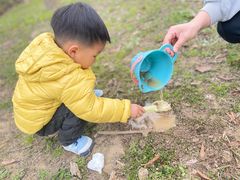-合肥滨湖国家森林公园