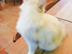 -李小姐の猫咖啡馆(五角场店)