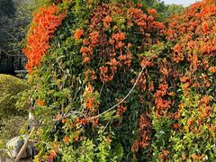 -东莞植物园