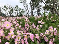 -漩门湾国家湿地公园