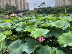 -前关湿地公园