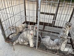 -秦皇岛野生动物园
