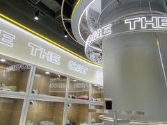 -糯米喵星人总部直营旗舰店·猫舍·幼猫出售