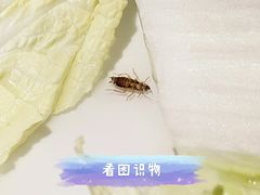 -青瓷火锅料理(西单大悦城店)