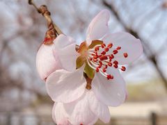 -桃花堤公园
