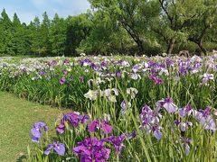 -上海共青森林公园