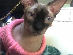-李小姐の猫咖啡馆(五角场店)