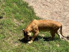 -西霞口神雕山野生动物世界